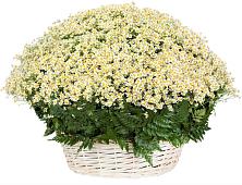 Цветочная композиция из Ромашки в корзине #REPLACE_PRED# Яковлевка Приморского края